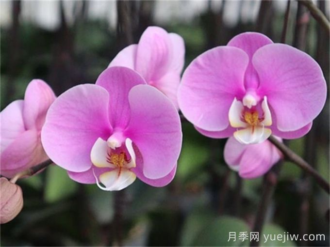 中國常見(jiàn)蘭科植物品種盤(pán)點(diǎn)(圖1)