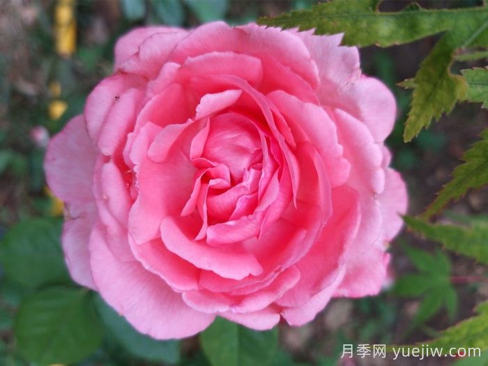 花宮娜月季，沒(méi)有缺點(diǎn)，又美又仙，抗病又勤花(圖1)
