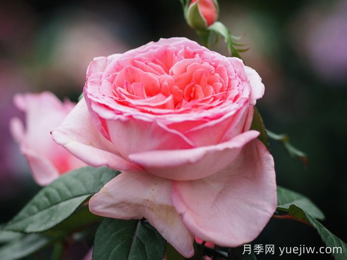 花宮娜月季，沒(méi)有缺點(diǎn)，又美又仙，抗病又勤花(圖2)