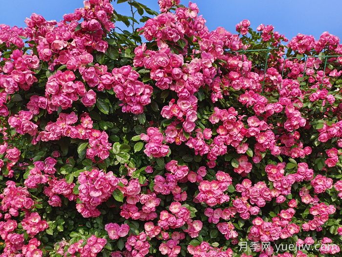 月季花開(kāi)艷滿(mǎn)城，淮安匠心打響市花月季品牌(圖2)