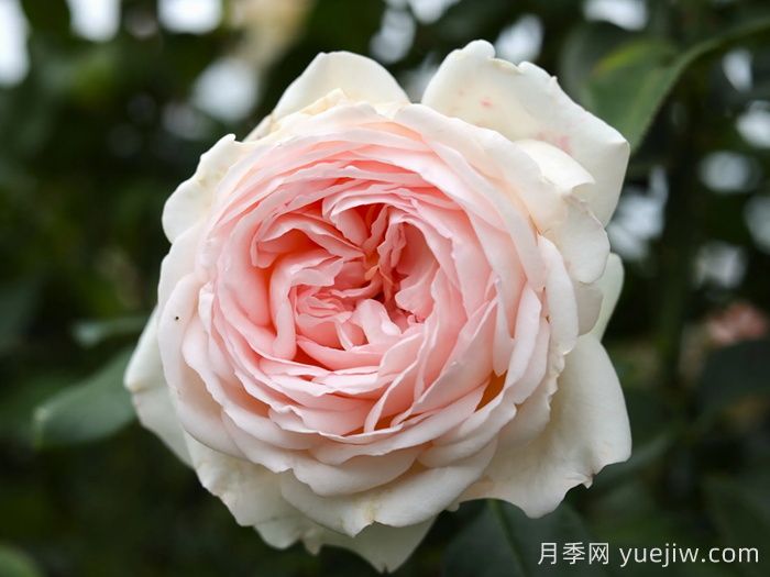 香檳美酒月季，超高顏值勤花芳香(圖1)