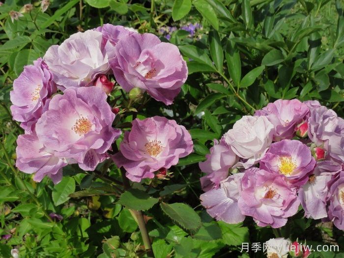 藍色夢(mèng)想月季/藍夢(mèng)月季(圖4)