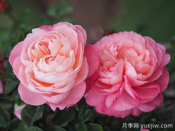 彩筆浪漫月季，浪漫多色的大花藤本月季(圖2)