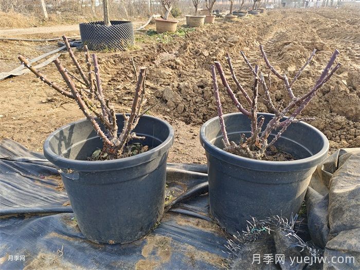 如何做好花灌木植物的冬季修剪？(圖1)