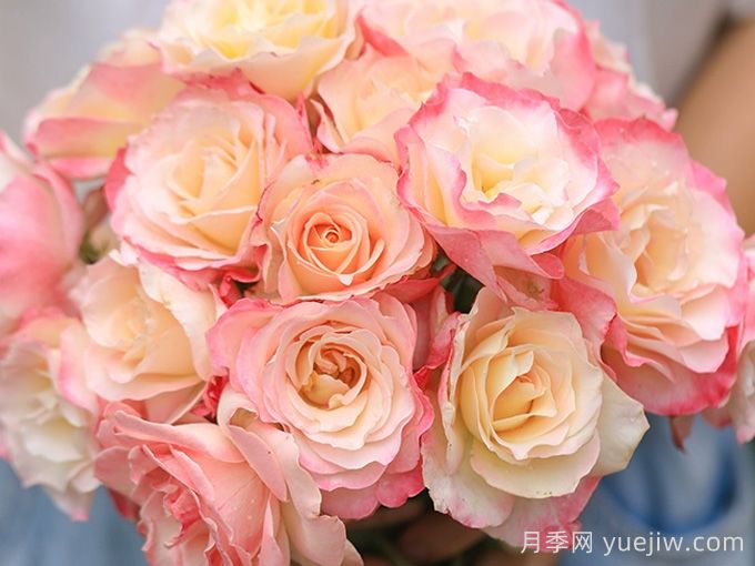 河本純子天使系列月季，顏值擔當溫柔靈動(dòng)(圖4)