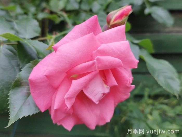 戶(hù)外女士月季(圖1)
