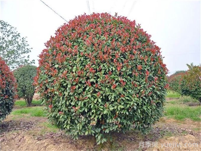 紅葉石楠/紅葉石楠苗樹(shù)球(圖4)