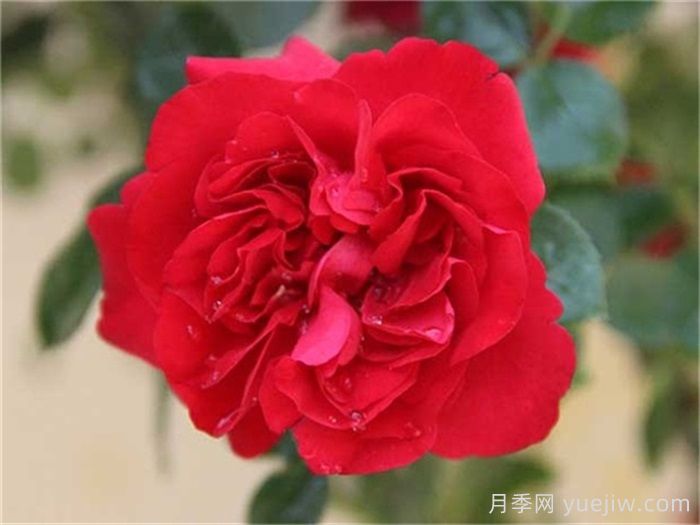 花友決定淘汰4個(gè)月季品種，養花路上你放棄什么？(圖2)