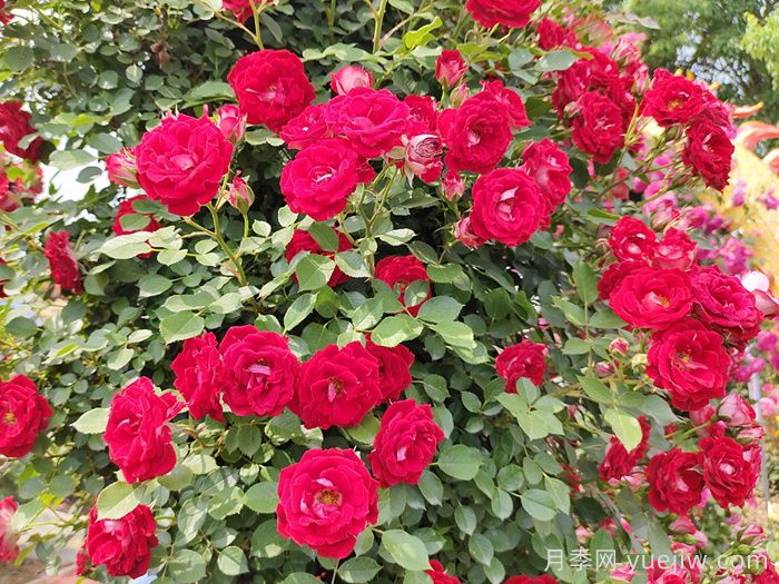 花友決定淘汰4個(gè)月季品種，養花路上你放棄什么？(圖3)