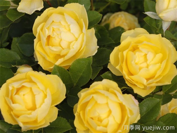 花友決定淘汰4個(gè)月季品種，養花路上你放棄什么？(圖4)