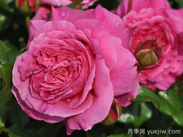 月季推薦，神仆天使阿比迪月季?(圖1)
