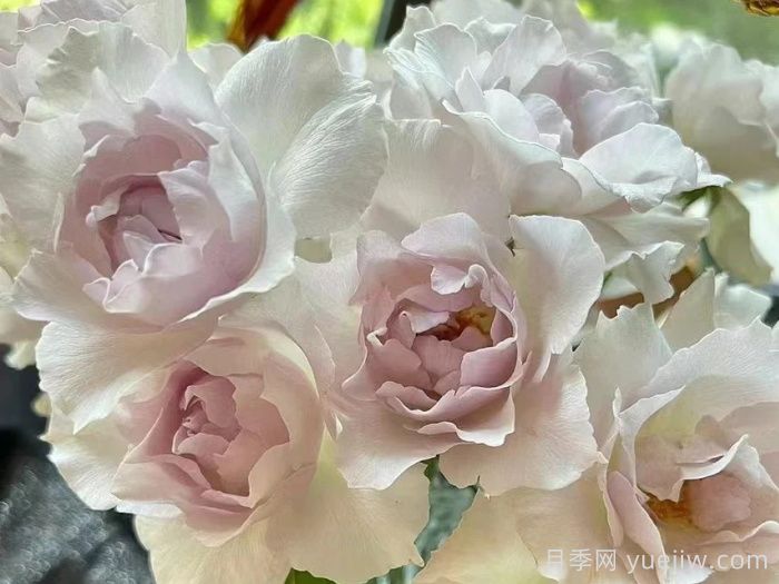 月季推薦，莎菲天使月季(圖1)