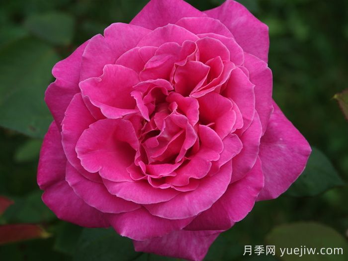 月季推薦，淑女月季(圖1)