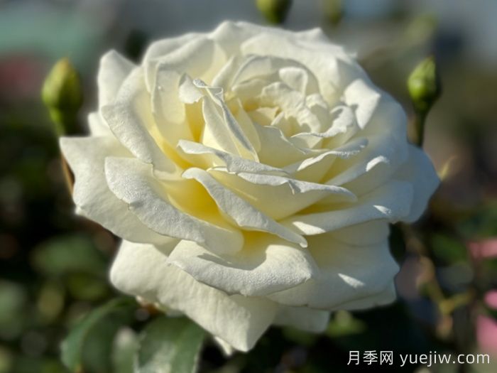 月季推薦，銀婚慶典月季(圖1)