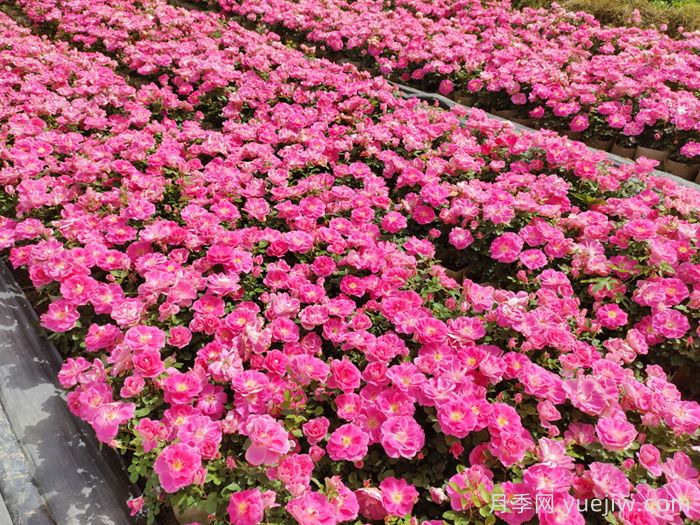 地被植物的養護月歷(圖1)