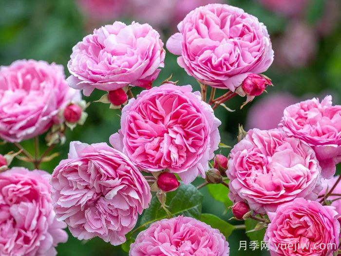 佩內洛普萊夫利月季/佩內洛普萊弗利(圖2)