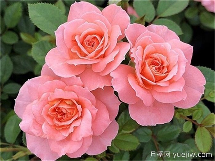 月季推薦，三文魚(yú)陽(yáng)臺月季(圖1)