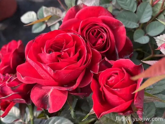 國月月季推薦，中國紅月季(圖1)