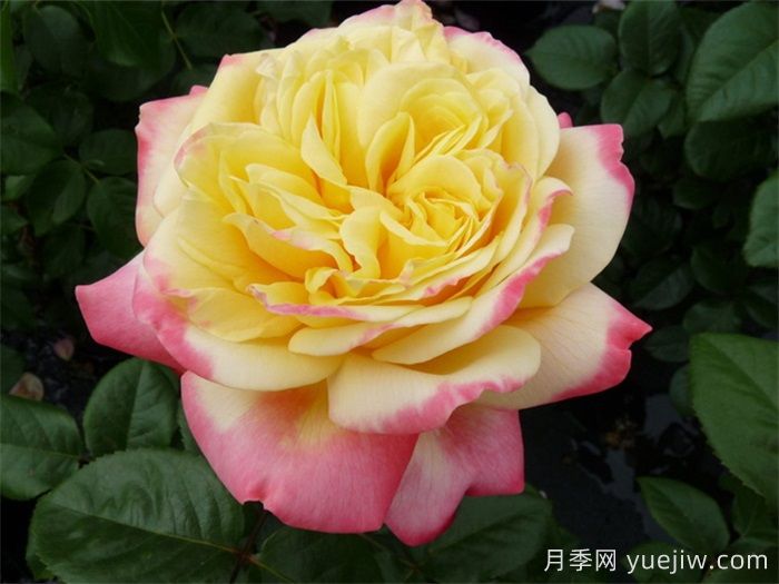 慶典月季推薦，科德斯慶典月季(圖1)