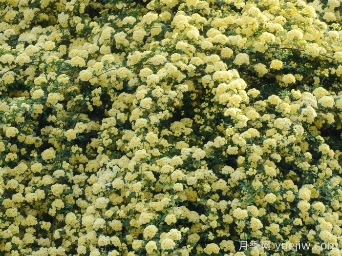 黃木香薔薇(圖5)