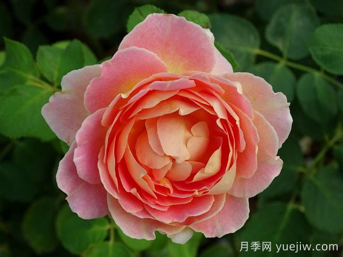 樂(lè )在陽(yáng)光月季/嬉晴/陽(yáng)光下的樂(lè )趣(圖1)