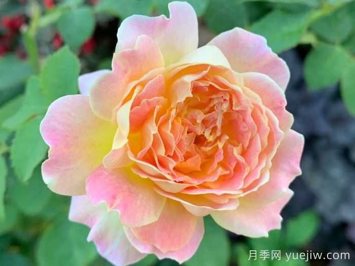樂(lè )在陽(yáng)光月季/嬉晴/陽(yáng)光下的樂(lè )趣(圖3)