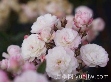 超微月季推薦，雪瑩月季(圖1)