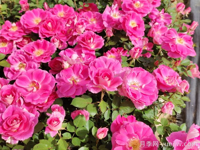 常見(jiàn)開(kāi)花植物及其月份(圖1)