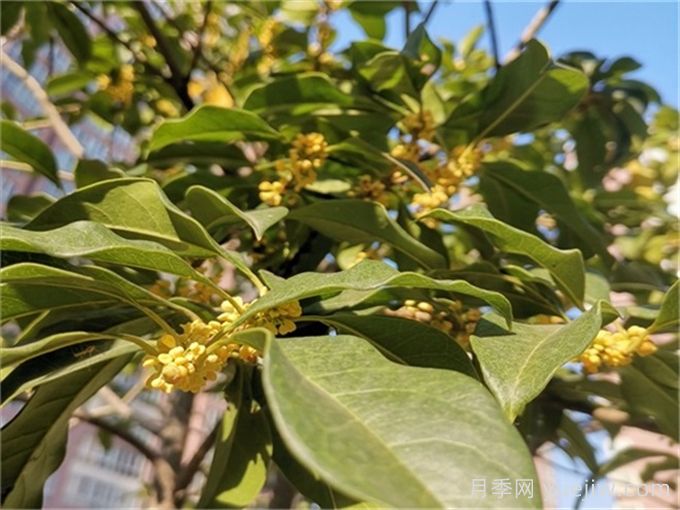 小區常見(jiàn)的三種綠化樹(shù)種(圖1)