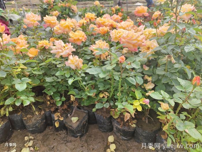 營(yíng)養杯月季苗/月季杯苗(圖4)
