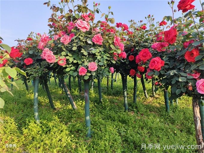 5公分月季樹(shù)價(jià)格，2025年樹(shù)狀月季基地直銷(xiāo)(圖3)