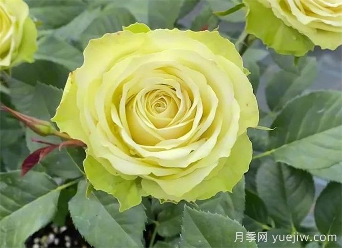 月季推薦，薄荷茶月季(圖1)