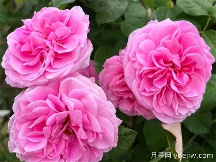 國外園丁***愛(ài)的月季調查，每一款都優(yōu)秀(圖3)