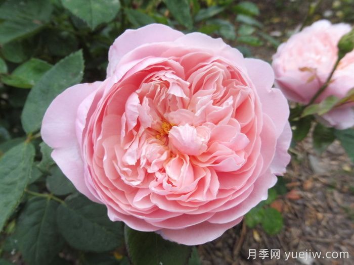 安妮克城堡月季，花姿優(yōu)雅，色彩迷人(圖1)
