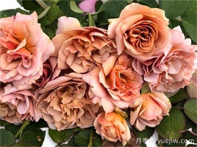 咖啡拿鐵月季推薦，棕色復古玫瑰(圖1)