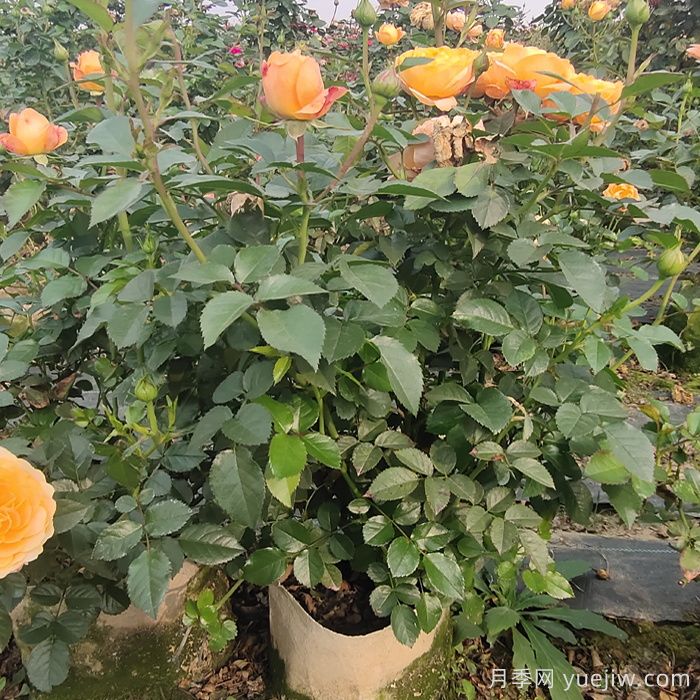 月季瘦弱徒長(cháng)沒(méi)分枝怎么辦？強壯枝條開(kāi)花多的養護辦法(圖2)