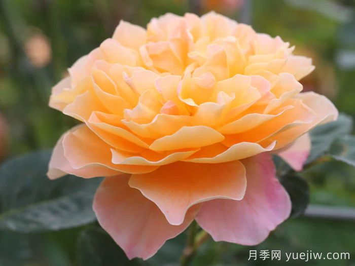 印象派月季推薦，夢(mèng)幻的黃橙色優(yōu)秀爬藤月季(圖1)