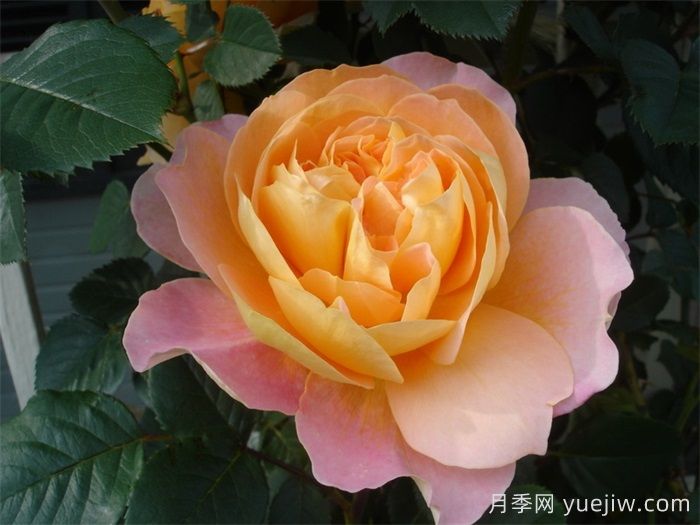 印象派月季推薦，夢(mèng)幻的黃橙色優(yōu)秀爬藤月季(圖2)