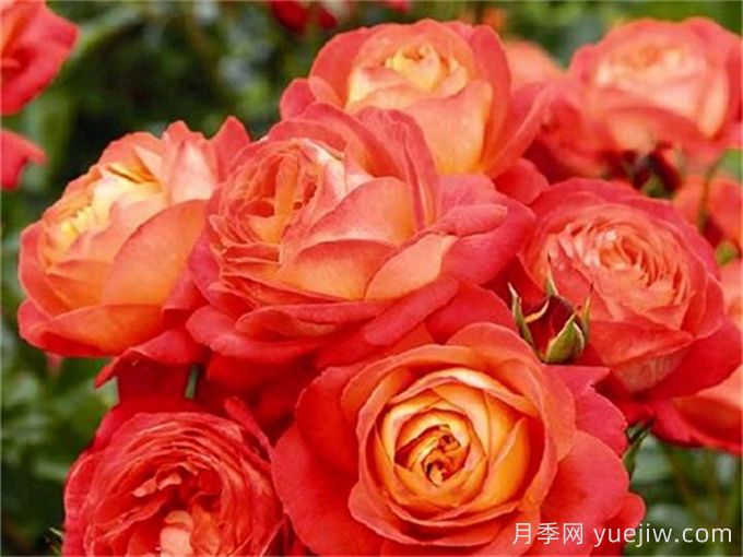 橙色浪漫月季推薦，花色鮮艷，浪漫橙色(圖1)