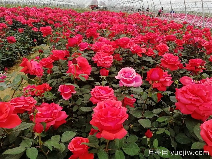 薔薇、玫瑰與月季的種植秘籍(圖1)