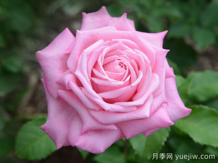 貝琳達之夢(mèng)月季推薦，超級粉嫩的耐熱大花月季(圖2)
