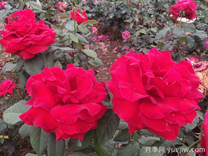 月季真的是藥罐子嗎？如何不噴藥養好月季？(圖3)