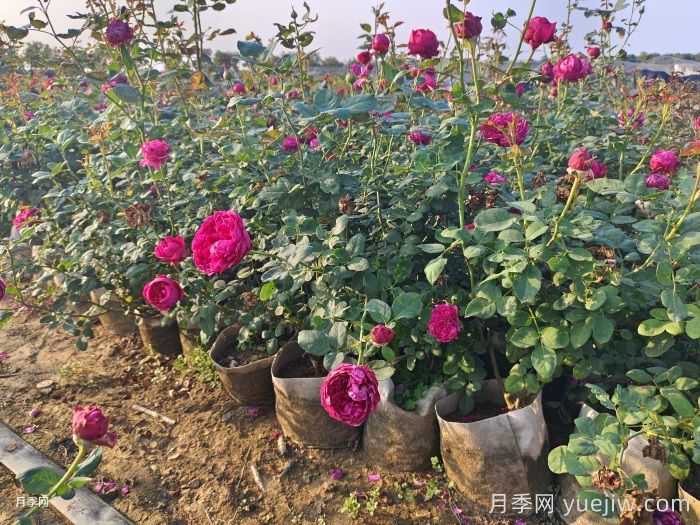 月季葉子掉個(gè)不停？光桿月季如何重新發(fā)芽？(圖2)