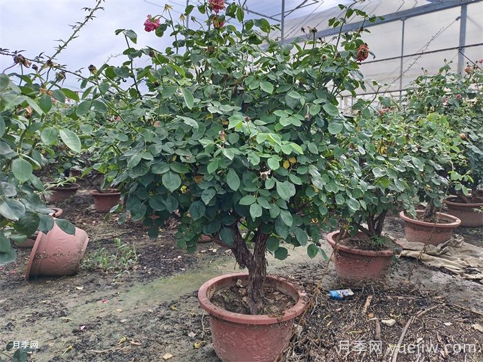 月季葉子掉個(gè)不停？光桿月季如何重新發(fā)芽？(圖3)