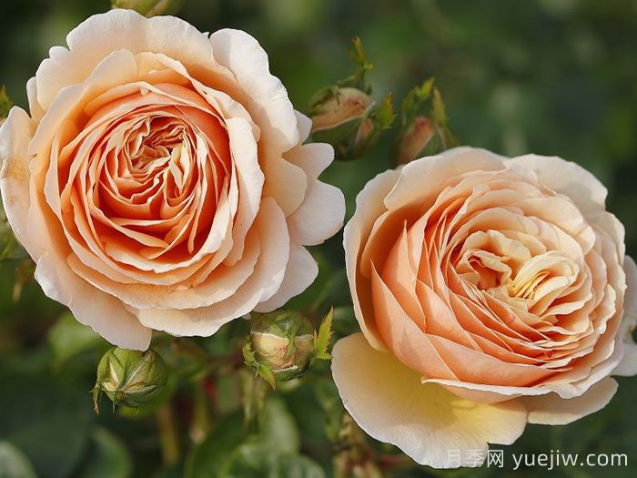 丹陶百香果月季介紹，有美妙香氣的切花月季(圖1)