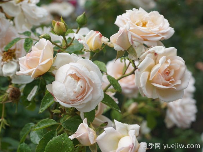 瑪婷吉洛月季介紹，適應性強，香味宜人(圖2)