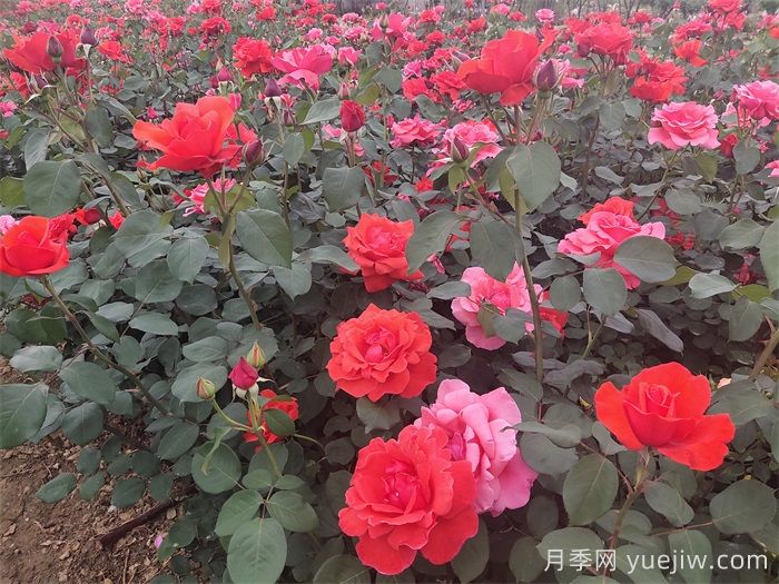 春季月季如何施肥？施肥時(shí)間和施肥方法     (圖2)