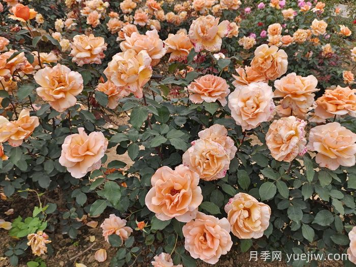 春季月季如何施肥？施肥時(shí)間和施肥方法     (圖3)
