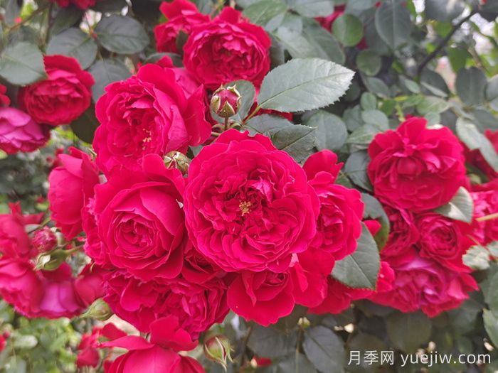 推薦10個(gè)抗病性超強的月季品種(圖4)