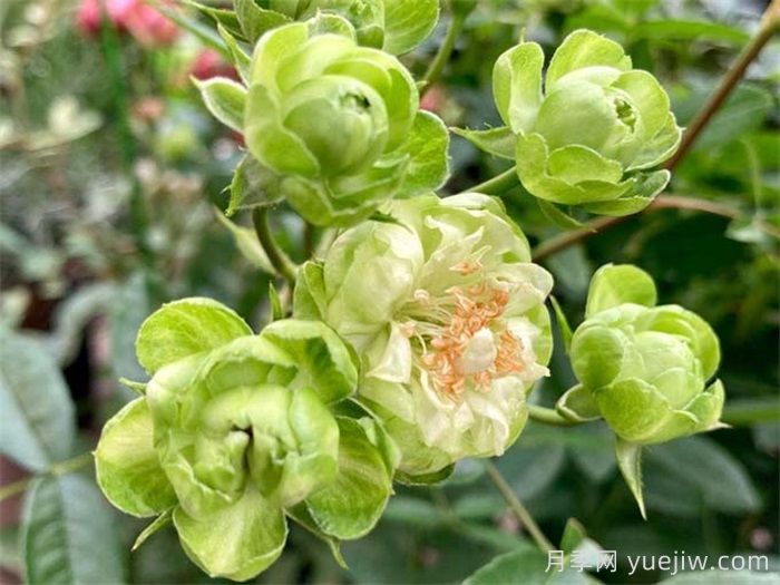 閃電月季，超級勤花的綠花微月(圖1)